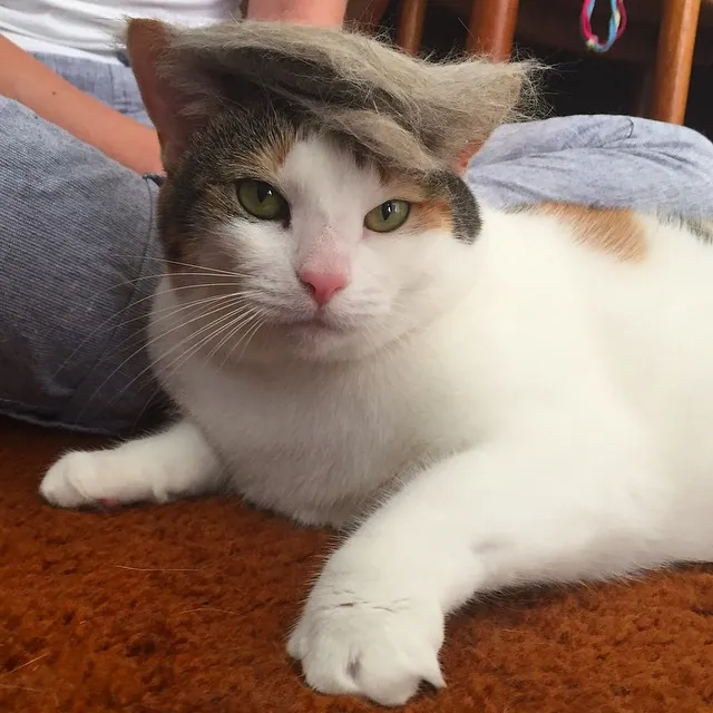 Carte meme Trump Your Cat