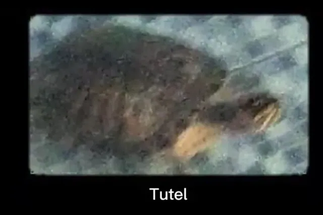 Tutel meme card