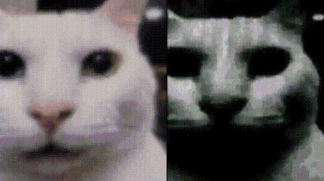 Carte meme Uncanny Cat