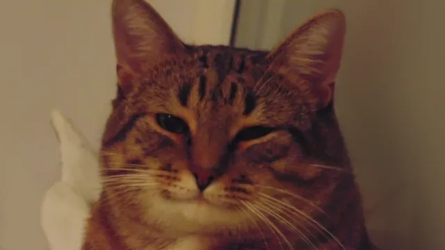 Carte meme Understanding Cat