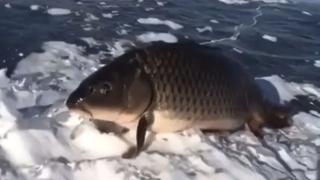 Walking Fish meme card