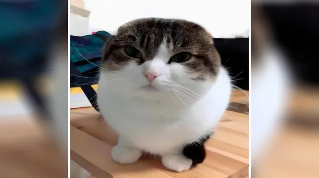 Wawa Cat / Oh The Misery Cat meme card