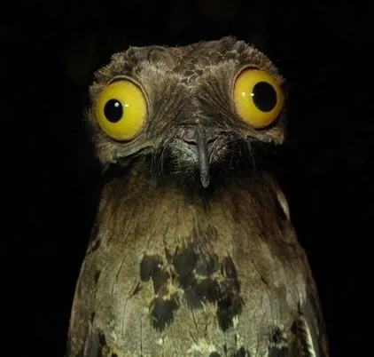 Carte meme Weird Stuff I Do Potoo