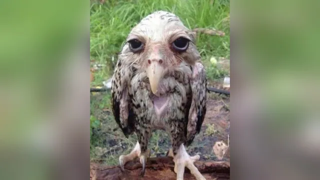 Wet Owl meme card