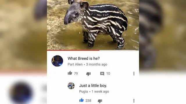 What Breed Is He? Just A Little Boy meme card