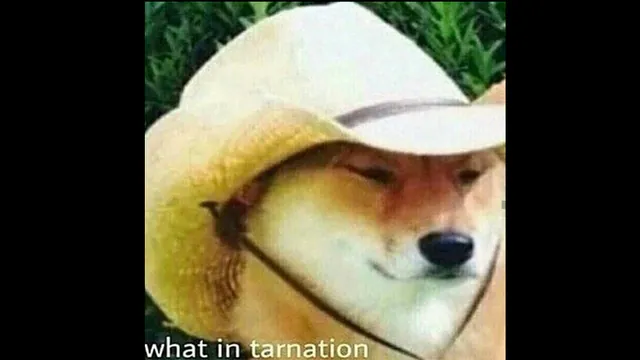 What in Tarnation meme card