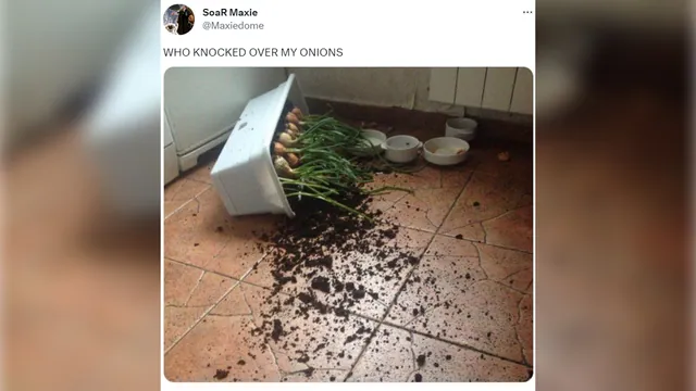 Who Knocked Over My Onions meme card