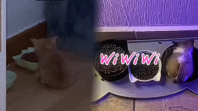 Wi Wi Wi Cat meme card