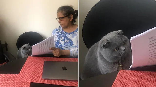 Carte meme Woman Showing Papers to Grey Cat
