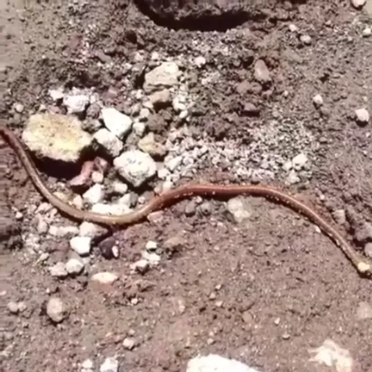 Worms Dancing to Music meme card