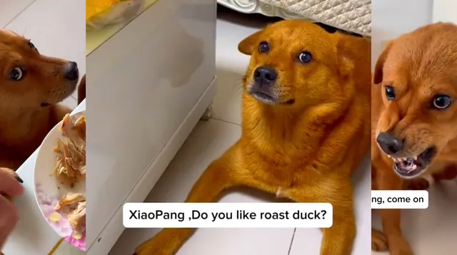 Carte meme Xiaopang the Chinese Dog