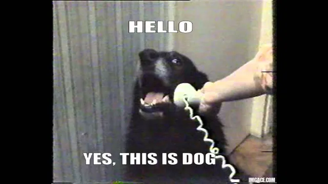 Yes, This is Dog meme card