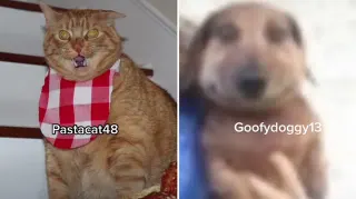 Carte meme ’Adjective + Animal + Number’ TikTok Accounts, rareté commune