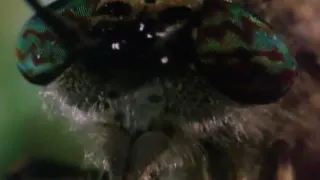 Adult Wormy Closeup meme card, common rarity