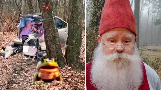 Carte meme Albert’s Forest, rareté commune