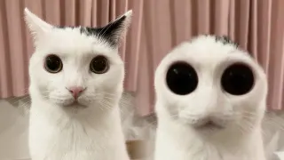 Carte meme Alien Cat, rareté rare