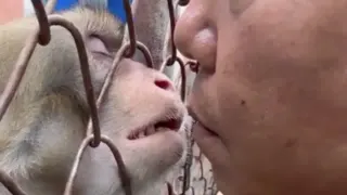 Almost Kissing Monkey GIF meme card, common rarity