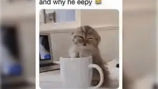 And Why He Eepy? meme card, rare rarity