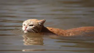 Angry Hurricane Harvey Cat meme card, common rarity