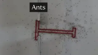Ants vs. Humans: The Maze meme card, common rarity