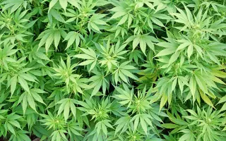 Anybody In This Thread Smoke Weed? meme card, common rarity