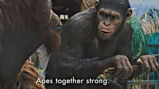 Carte meme Apes Together Strong, rareté rare