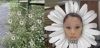 Carte meme Ariana Grande Petal, rareté commune