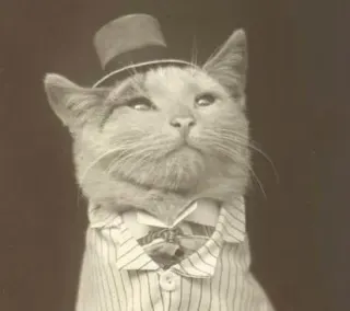 Aristocat meme card, rare rarity