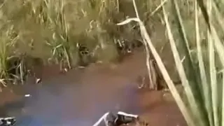 Carte meme As-tu vu les belles quenouilles ?, rareté commune