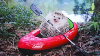 Azuki the Hedgehog meme card, common rarity
