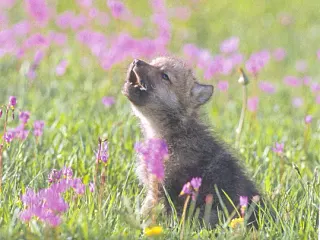 Baby Insanity Wolf meme card, rare rarity