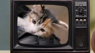 Baby Kittens Without Mommies meme card, common rarity