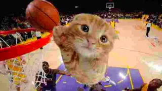 Ballincat43 meme card, common rarity
