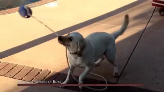 Bark Souls / Dark Souls IRL Edits meme card, common rarity