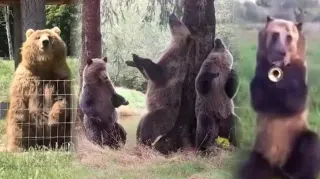 Carte meme Bear Videos With Kanye West’s "On Sight", rareté commune