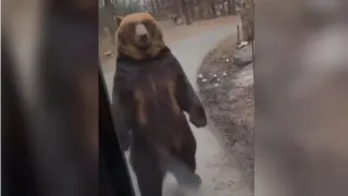 Bear Walks by a Bus meme card, common rarity