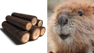 Beaver Log meme card, common rarity