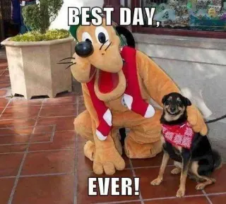 Carte meme Best. Day. Ever., rareté commune