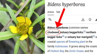 Bidens hyperborea / Chudweed meme card, common rarity