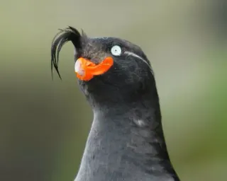 Birbs meme card, rare rarity