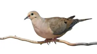 Bird Sounds TikTok Sound Effect meme card, common rarity