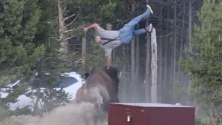 Bison Tossing Man in Yellowstone Video meme card, common rarity