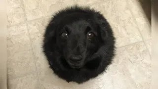 Carte meme Black Circle Dog, rareté commune