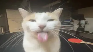BLEHHHHH :P Cat meme card, rare rarity