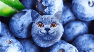 Blueberry Cat meme card, common rarity