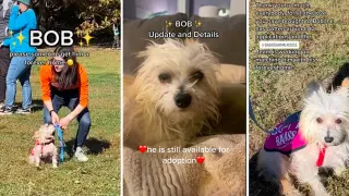 Bob The Rescue Dog meme card, common rarity