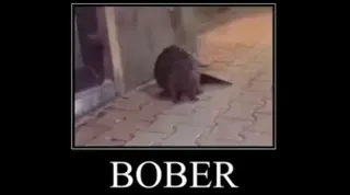 Carte meme Bober, rareté rare