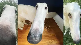 Borzoi / Long Nose Dog meme card, common rarity