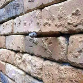 Brick Wall Optical Illusion meme card, rare rarity