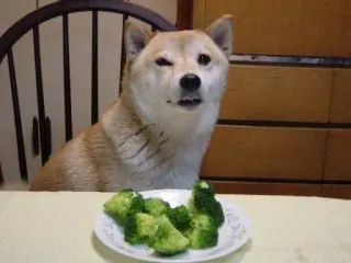 Carte meme Broccoli Dog, rareté rare